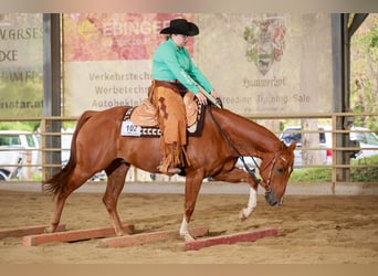 American Quarter Horse, Ruin, 5 Jaar, 152 cm, Vos
