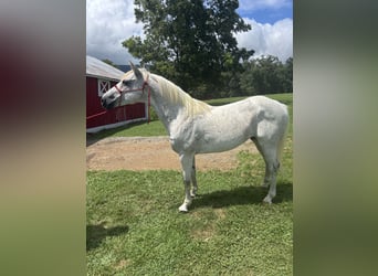 American Quarter Horse, Ruin, 5 Jaar, 152 cm, Wit