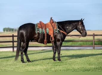 American Quarter Horse, Wallach, 5 Jahre, 152 cm, Rappe