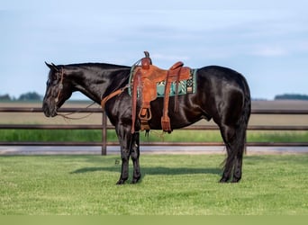 American Quarter Horse, Ruin, 5 Jaar, 152 cm, Zwart
