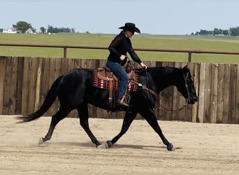 American Quarter Horse, Wallach, 5 Jahre, 152 cm, Rappe