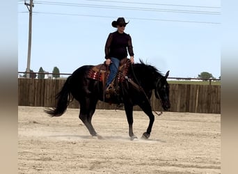 American Quarter Horse, Wallach, 5 Jahre, 152 cm, Rappe