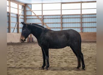 American Quarter Horse, Ruin, 5 Jaar, 152 cm, Zwart