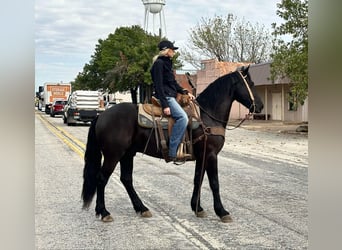 American Quarter Horse, Ruin, 5 Jaar, 152 cm, Zwart