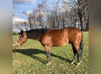 American Quarter Horse, Ruin, 5 Jaar, 153 cm, Roodbruin