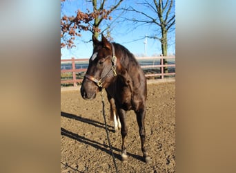 American Quarter Horse, Ruin, 5 Jaar, 154 cm, Donkere-vos