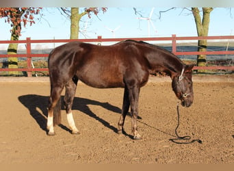 American Quarter Horse, Ruin, 5 Jaar, 154 cm, Donkere-vos