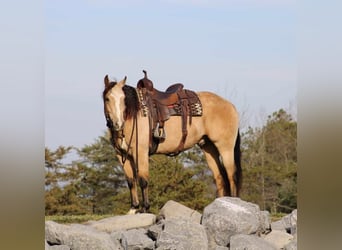 American Quarter Horse, Ruin, 5 Jaar, 155 cm, Buckskin