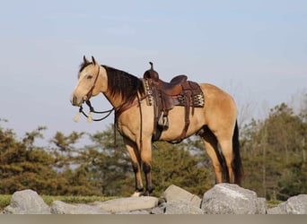 American Quarter Horse, Ruin, 5 Jaar, 155 cm, Buckskin