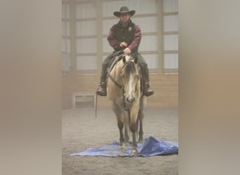 American Quarter Horse, Ruin, 5 Jaar, 155 cm, Buckskin