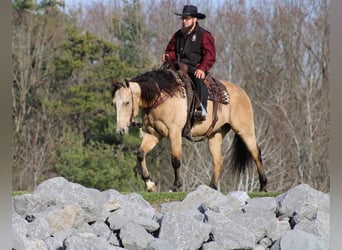 American Quarter Horse, Ruin, 5 Jaar, 155 cm, Buckskin