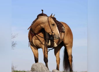 American Quarter Horse, Ruin, 5 Jaar, 155 cm, Buckskin