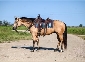 American Quarter Horse, Ruin, 5 Jaar, 155 cm, Buckskin