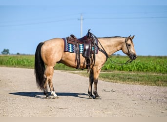 American Quarter Horse, Ruin, 5 Jaar, 155 cm, Buckskin