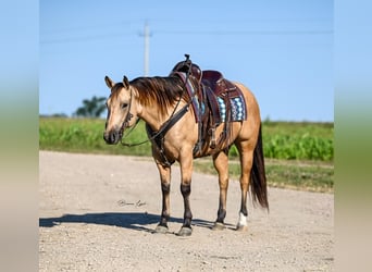 American Quarter Horse, Ruin, 5 Jaar, 155 cm, Buckskin