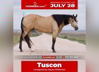 American Quarter Horse, Ruin, 5 Jaar, 155 cm, Buckskin