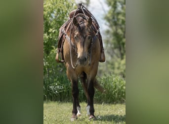 American Quarter Horse, Ruin, 5 Jaar, 155 cm, Buckskin