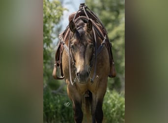 American Quarter Horse, Ruin, 5 Jaar, 155 cm, Buckskin