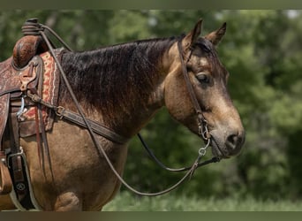 American Quarter Horse, Ruin, 5 Jaar, 155 cm, Buckskin