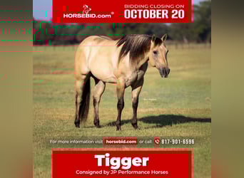 American Quarter Horse, Ruin, 5 Jaar, 155 cm, Buckskin