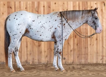 American Quarter Horse, Ruin, 5 Jaar, 155 cm, Donkere-vos