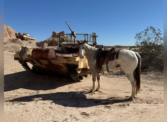 American Quarter Horse, Ruin, 5 Jaar, 155 cm, Donkere-vos