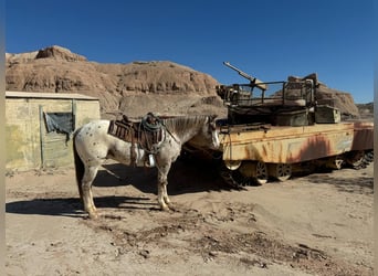 American Quarter Horse, Ruin, 5 Jaar, 155 cm, Donkere-vos