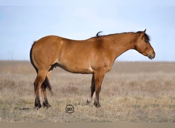 American Quarter Horse, Ruin, 5 Jaar, 155 cm, Falbe