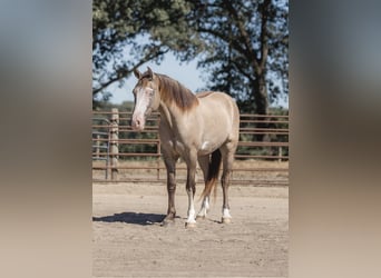 American Quarter Horse, Ruin, 5 Jaar, 155 cm, Grullo