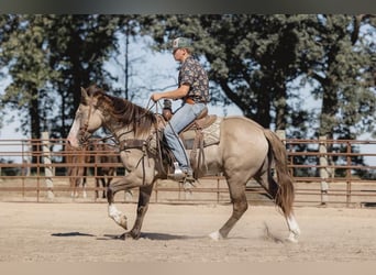 American Quarter Horse, Ruin, 5 Jaar, 155 cm, Grullo