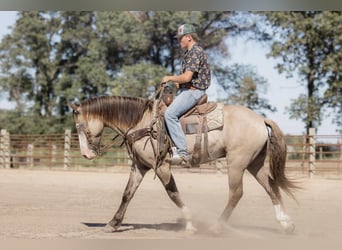 American Quarter Horse, Ruin, 5 Jaar, 155 cm, Grullo