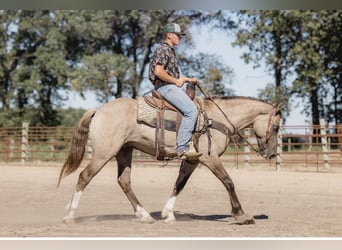 American Quarter Horse, Ruin, 5 Jaar, 155 cm, Grullo