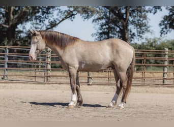 American Quarter Horse, Ruin, 5 Jaar, 155 cm, Grullo