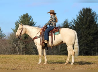American Quarter Horse, Ruin, 5 Jaar, 155 cm, Palomino