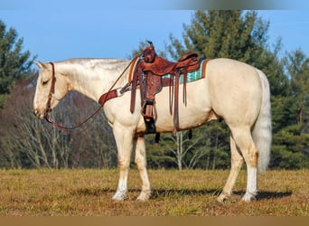 American Quarter Horse, Ruin, 5 Jaar, 155 cm, Palomino