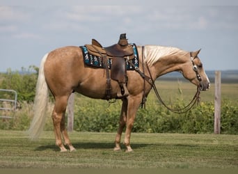 American Quarter Horse, Ruin, 5 Jaar, 155 cm, Palomino