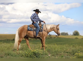 American Quarter Horse, Ruin, 5 Jaar, 155 cm, Palomino