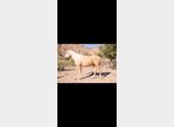 American Quarter Horse, Ruin, 5 Jaar, 155 cm, Palomino