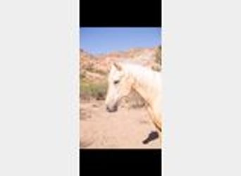 American Quarter Horse, Ruin, 5 Jaar, 155 cm, Palomino