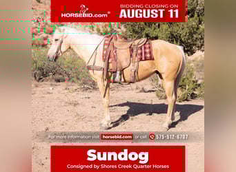 American Quarter Horse, Ruin, 5 Jaar, 155 cm, Palomino