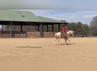 American Quarter Horse, Ruin, 5 Jaar, 155 cm, Palomino