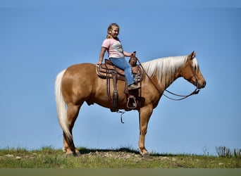 American Quarter Horse, Ruin, 5 Jaar, 155 cm, Palomino