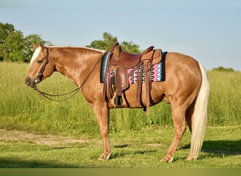 American Quarter Horse, Ruin, 5 Jaar, 155 cm, Palomino