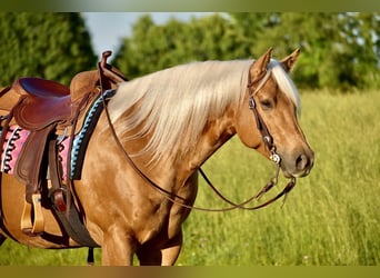 American Quarter Horse, Ruin, 5 Jaar, 155 cm, Palomino