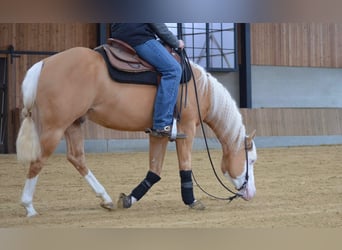 American Quarter Horse, Ruin, 5 Jaar, 155 cm, Palomino