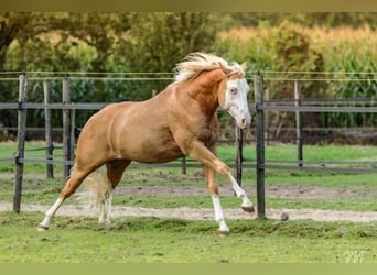 American Quarter Horse, Ruin, 5 Jaar, 155 cm, Palomino