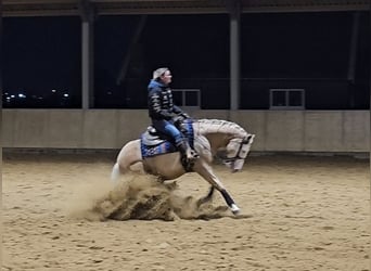 American Quarter Horse, Ruin, 5 Jaar, 155 cm, Palomino