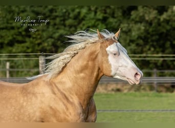 American Quarter Horse, Ruin, 5 Jaar, 155 cm, Palomino