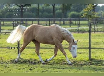 American Quarter Horse, Ruin, 5 Jaar, 155 cm, Palomino