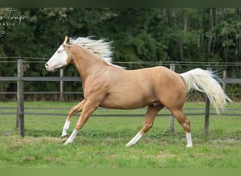 American Quarter Horse, Ruin, 5 Jaar, 155 cm, Palomino